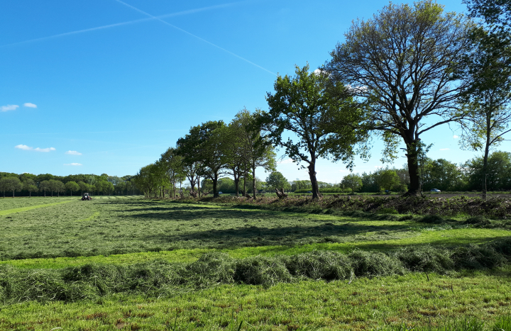 Houtwal met overstaanders