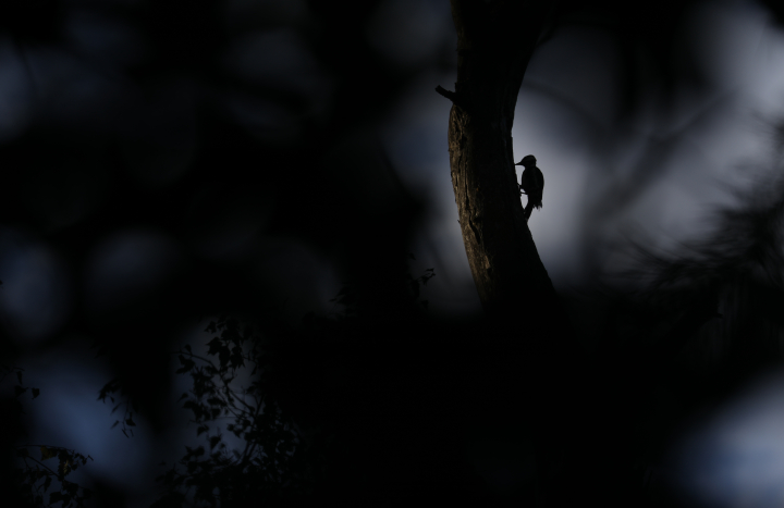 Nacht van de Nacht specht 