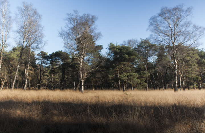 Boetelerveld
