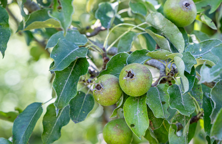 Appels