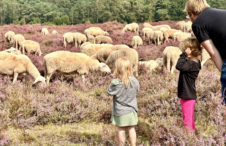 Schapen kijken op de Lemelerberg