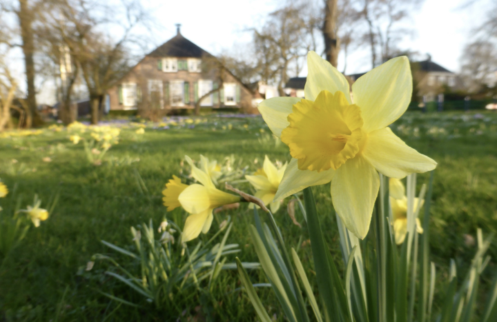 Wilde narcis op erf 