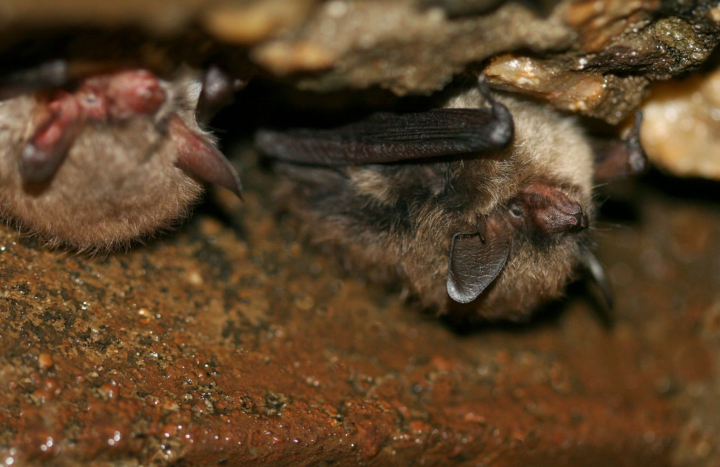 Brandts vleermuis, Mark Zekhuis