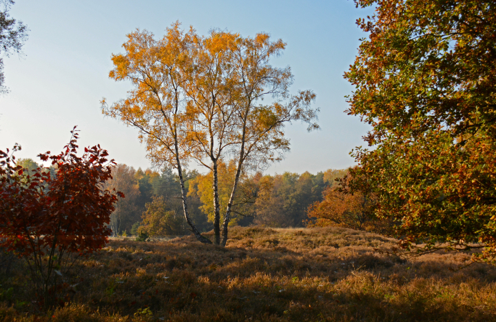 Vasse, grafheuvel 