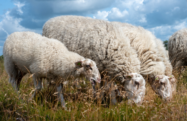 Grazende Veluwse heideschapen 