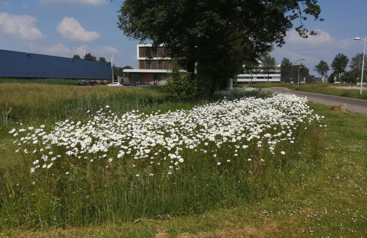 Bijen Hengelo
