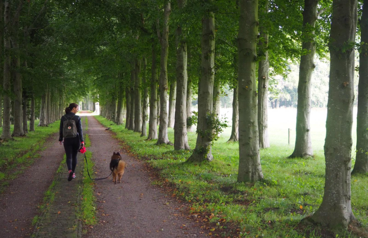 Honden aan de lijn