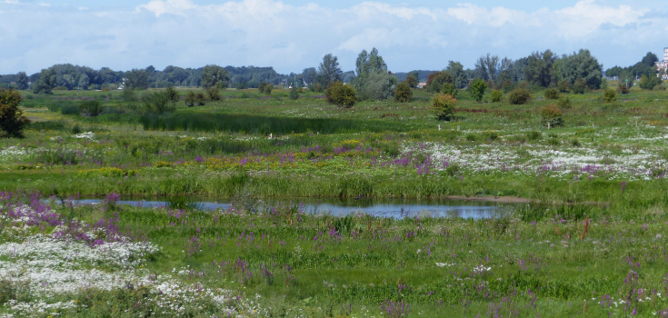 Ossenwaarden, Mark Zekhuis