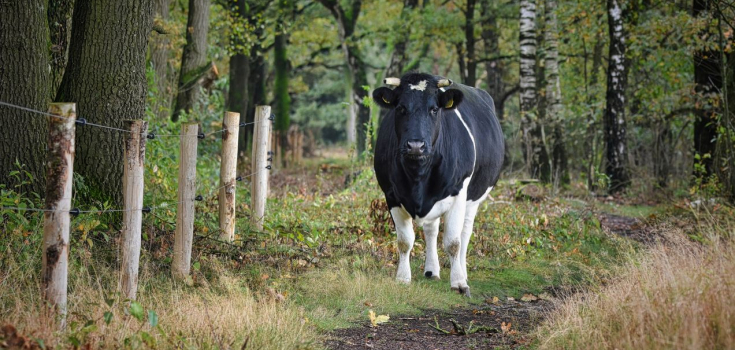Heidekoe op de Manderheide