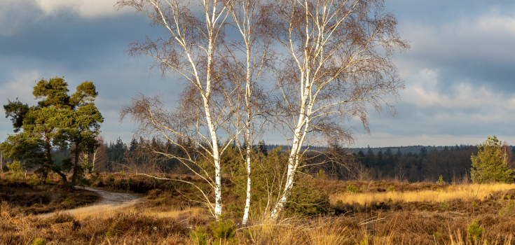 Sallandse Heuvelrug Nijverdal - Gonny Sleurink