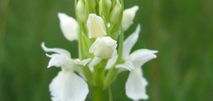 Wit gevelkte orchis