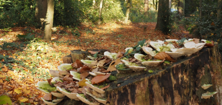 NKL Vaneker Enschede Herfst (20)