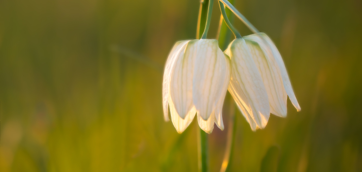 Witte Kievitsbloem