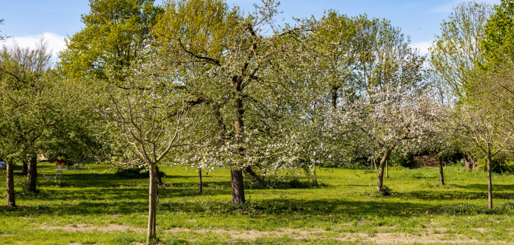 Hoogstamboomgaard Windesheim