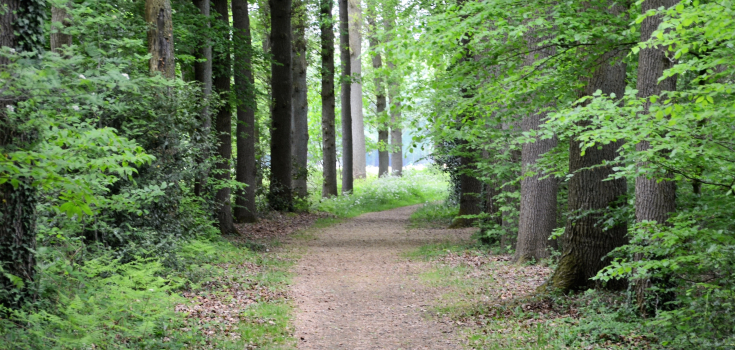 Nico Kloek - Bomen  - Diepenveen