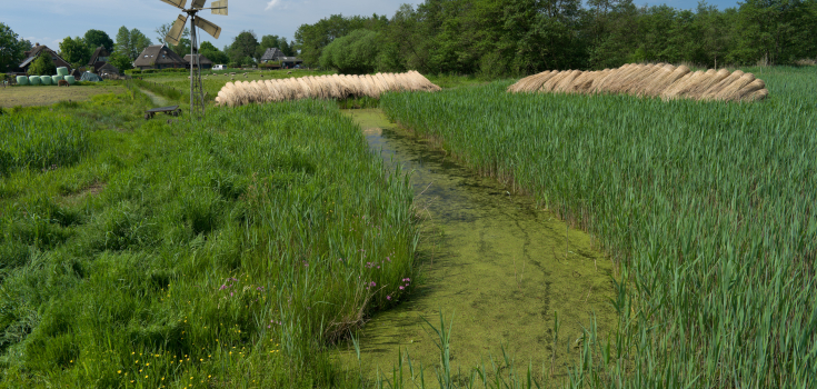 Weerribben bij Kalenberg, laagveen