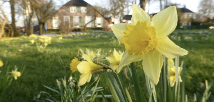 Wilde narcis op erf 