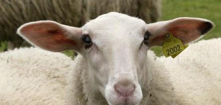 schaap kop