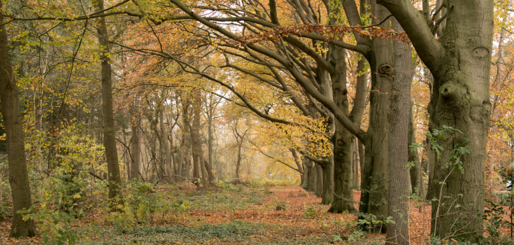 Landgoed Eversberg, beukenlaan