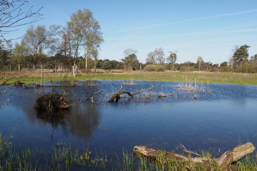 Boetelerveld