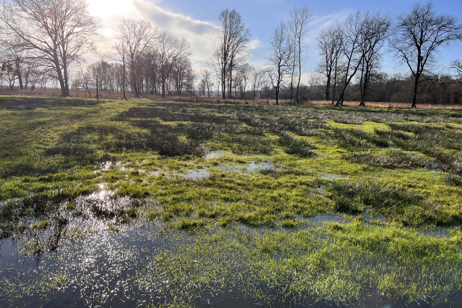 Aamsveen (01-2023)