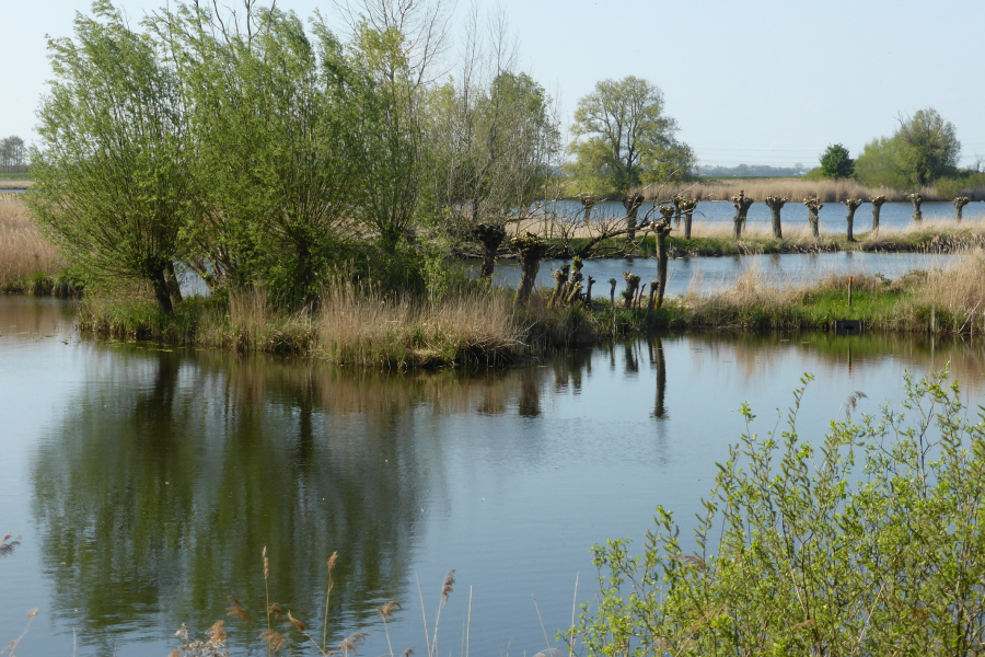 Knotwilgen langs het Zwarte Water