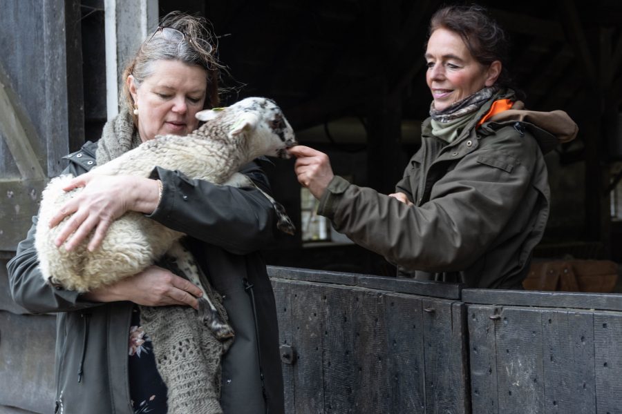 Schenking lammetjes Weezenlanden