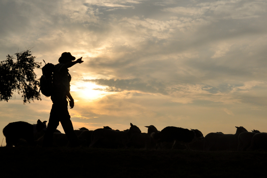Vrijwillige herder Gerrit Hamming