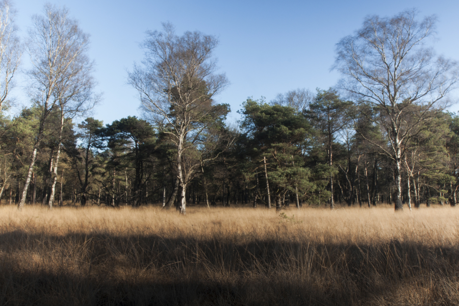 Boetelerveld
