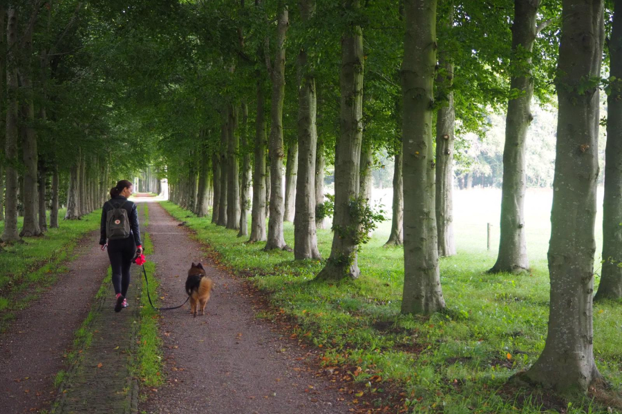 Honden aan de lijn