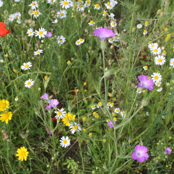 Bloemen