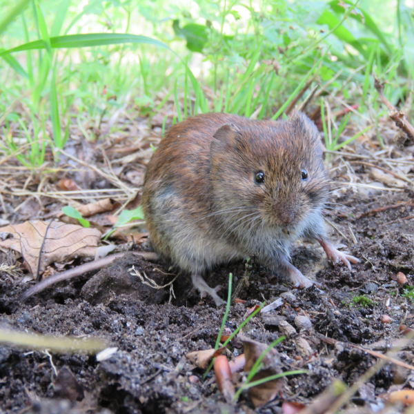 Rosse woelmuis 