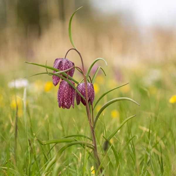 Kievitsbloemen in Buitenlanden langenholte